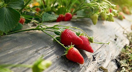 fruit mulch film