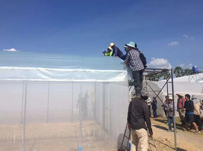 light scattering greenhouse film is good for high plants
