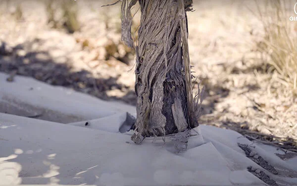 vineyard mulching films